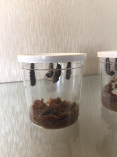Cup of caterpillars 